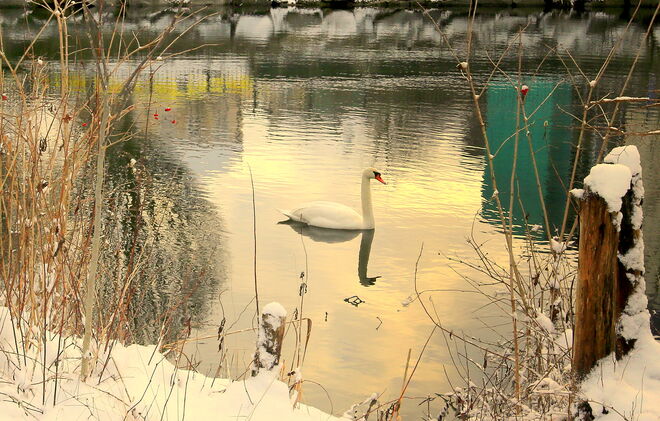 "WINTERSCHWAN"