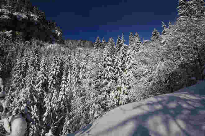 Winterwald