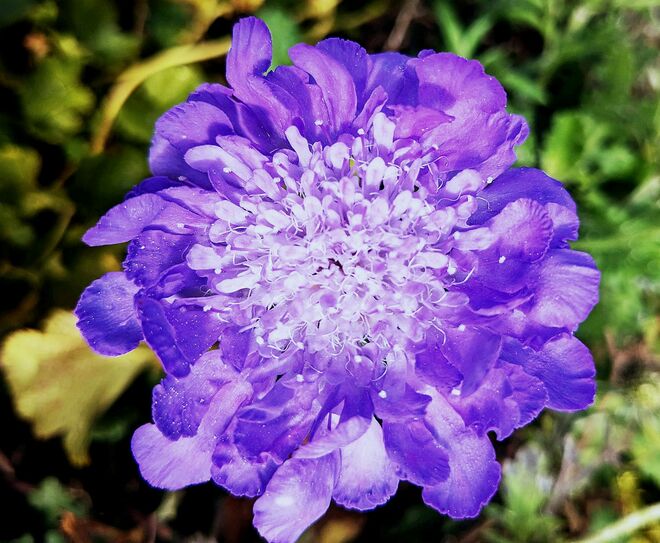 . . .  spätes Prachtexemplar  . . . 