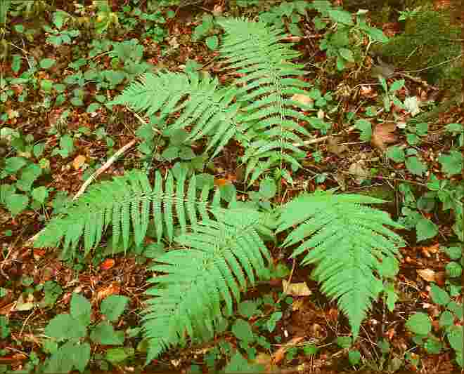 . . .  wartet auf Herbstfarbenküsse . . . 