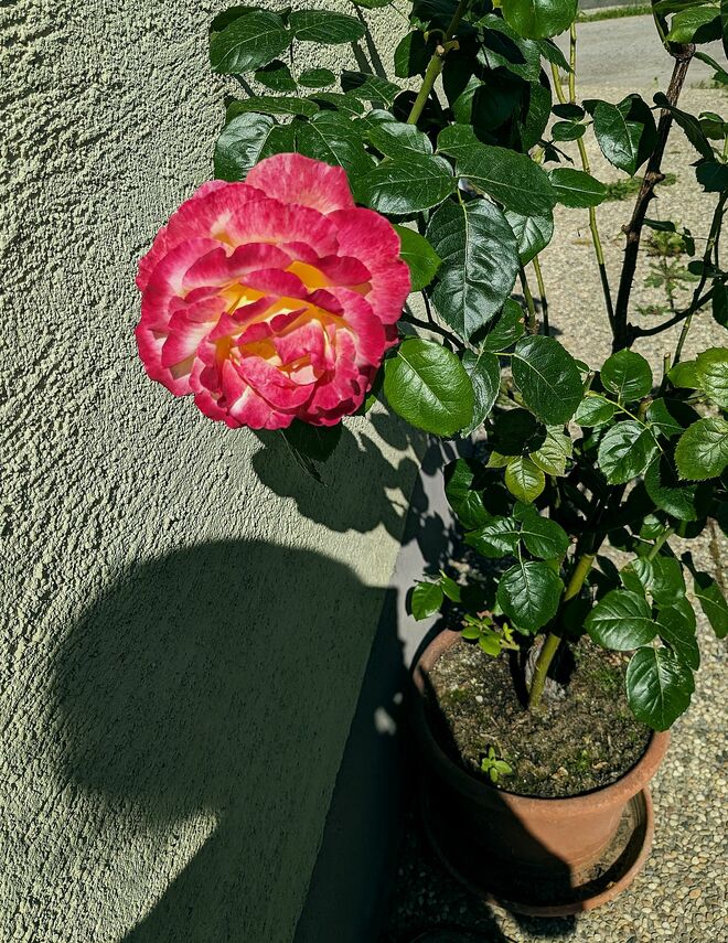 . . . Überraschung und Zufall . . . .