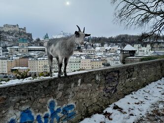 Ziege auf dem Kapuzinerberg