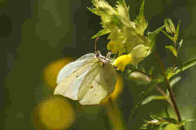 Zitronenfalter
