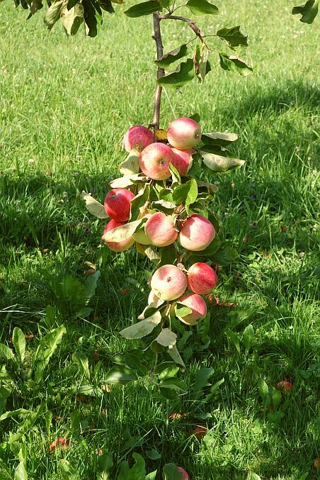 Zweig aus dem Schlaraffenland