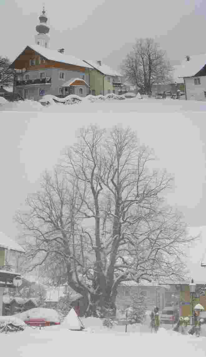 Winterliches aus der Faistenau
