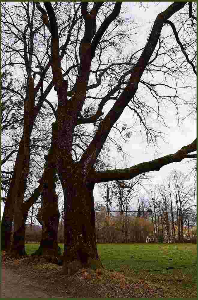 Bäume und ihre Zwischenräume