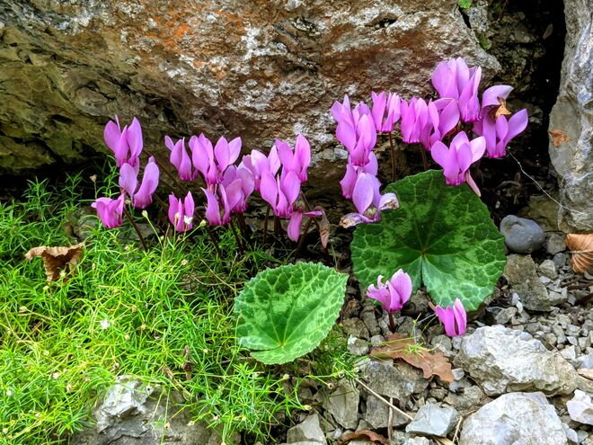 . . . die Natur arrangierte dieses . . . . 