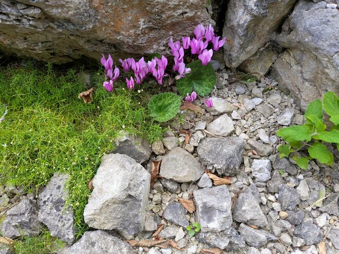 . . . ein lieblicher Fund . . . . 