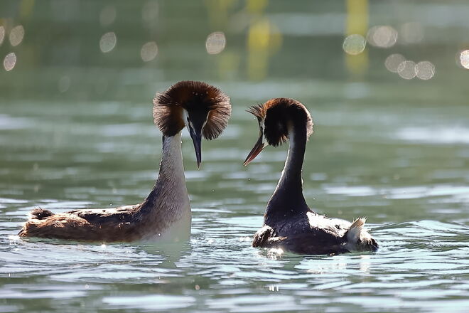 Balz der Haubentaucher