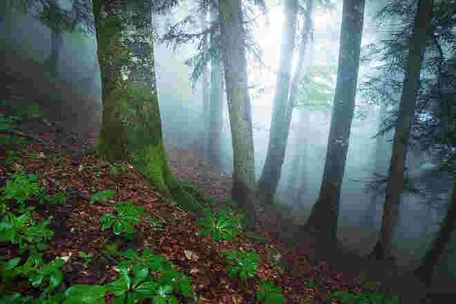 Bergwald im Nebel