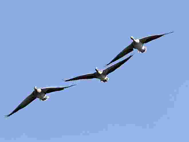 Formationsflug