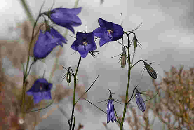 Der Reigen der Glockenblumen
