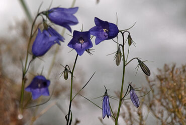 Der Reigen der Glockenblumen