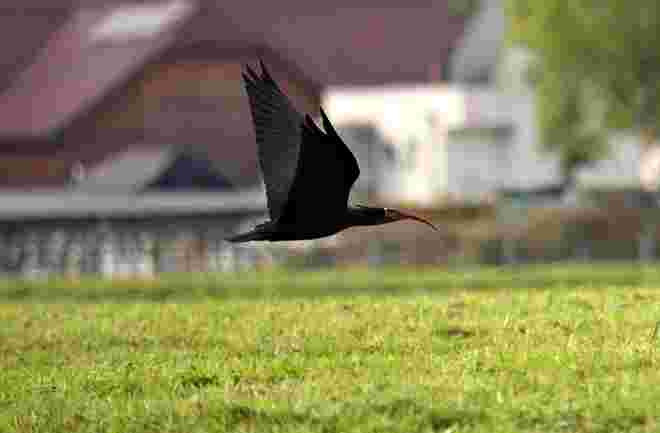 Waldrapp im Anflug 