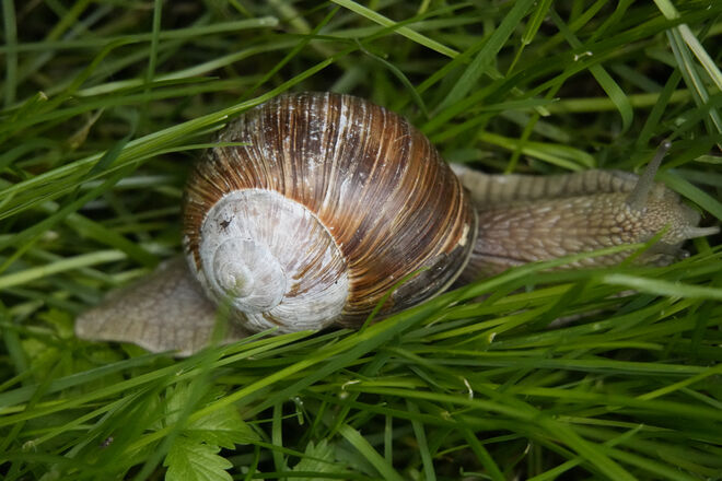 Weinbergschnecke in den Bergen