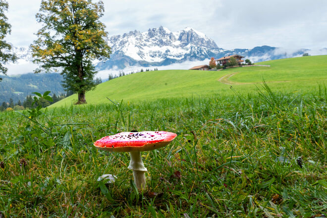 Haushoher Fliegenpilz