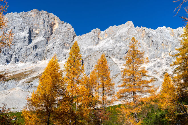 Noch leuchten sie...