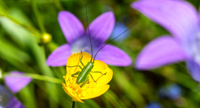 So schön war der Sommer