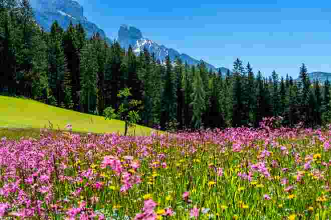 Sommerwiese