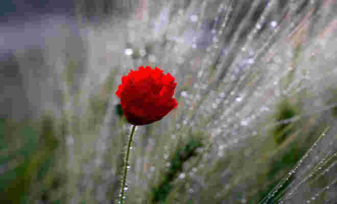 Die Farbe Rot.