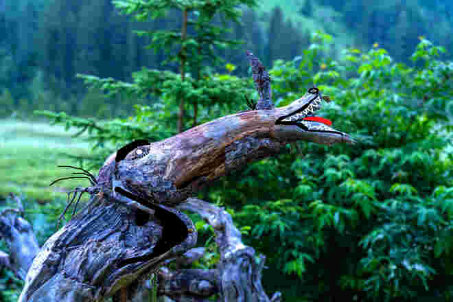 Der verwunschene Waldgeist