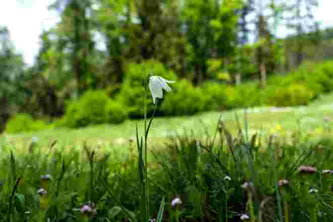 Botanische Rarität
