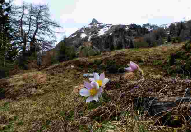 Frühling im Hochgebirge