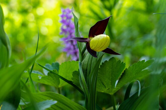 Geheimnisvolle Schönheit