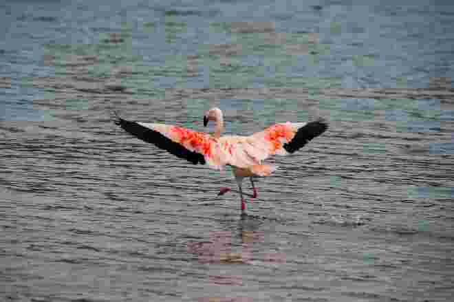 Flamingo