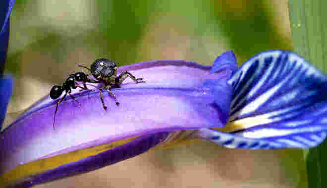 Schwarze Waldameise 