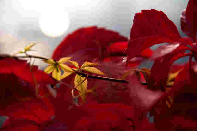 Herbstlicht