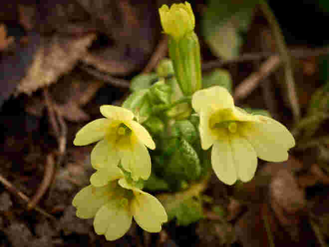Erste Schlüsselblumen in der Au