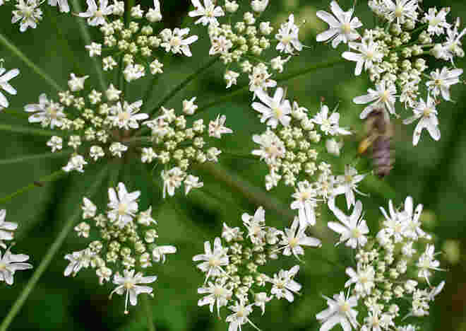 Fleißiges Bienchen