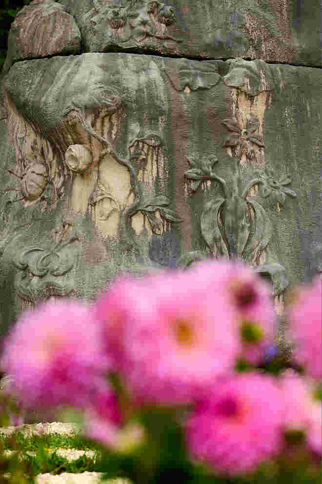 Mirabellgartenblumen