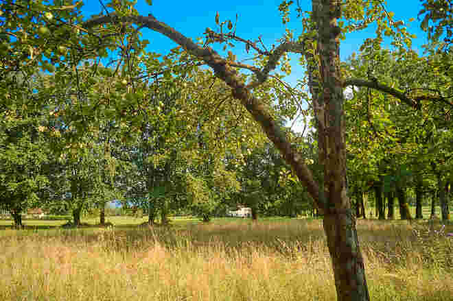 Ein Apfelbaum