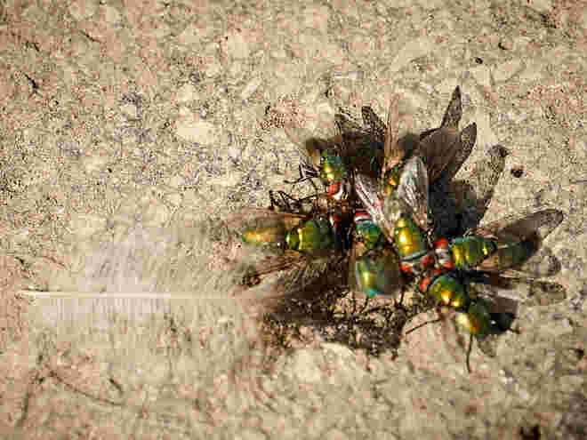 Fliegenversammlung