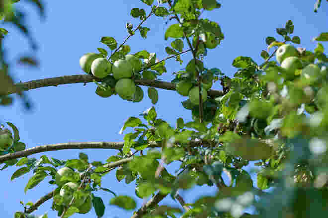 Die Obstbäume sind übervoll