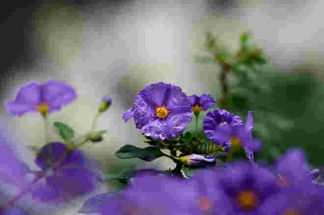 Violetter Zauber