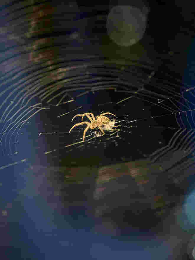 Spinne am Abend