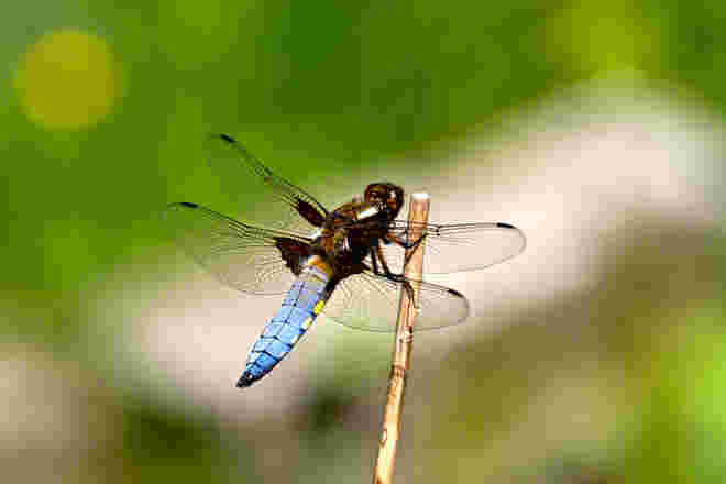 Blattbauchlibelle
