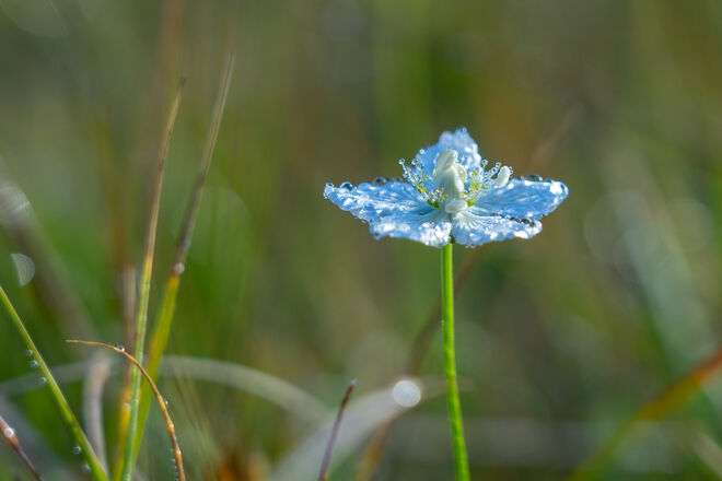 Schönheit im Morgentau