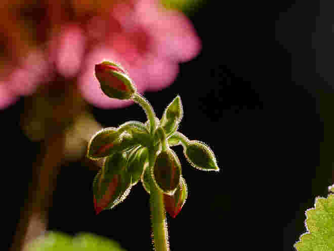 Im Gegenlicht