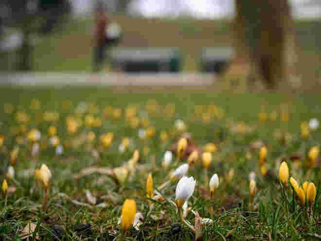 Krokusse im Mirabellpark