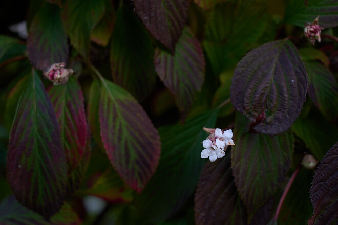 Herbstliches Leuchten