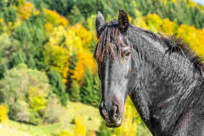 Der Schwarze
