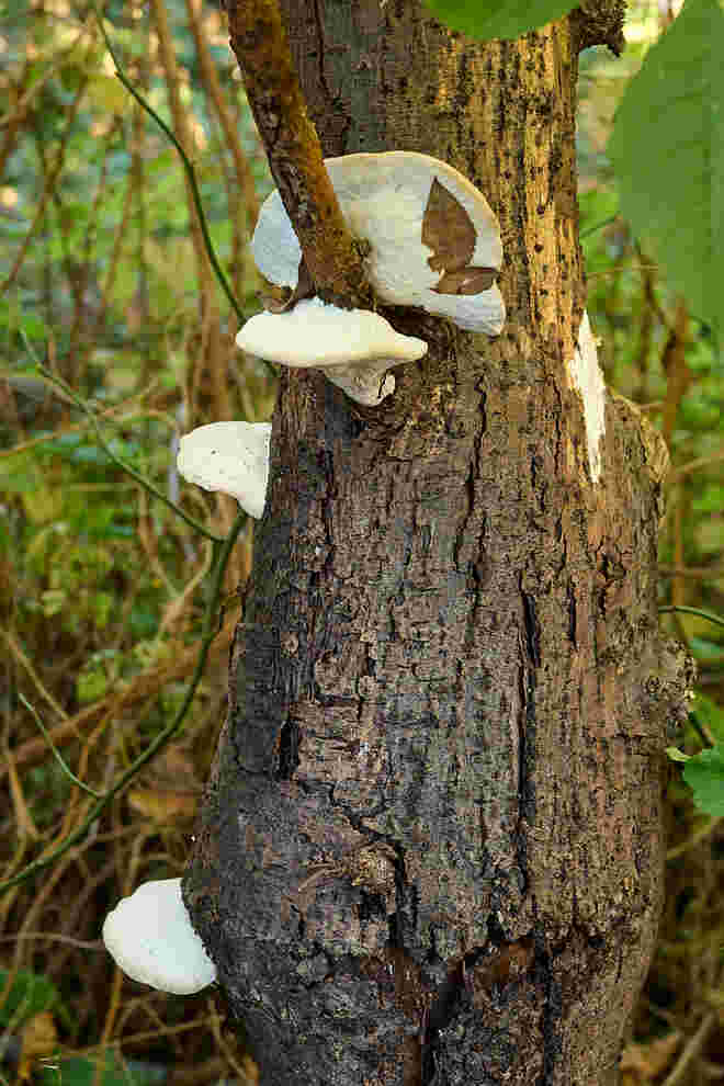 Frische Schwammerl