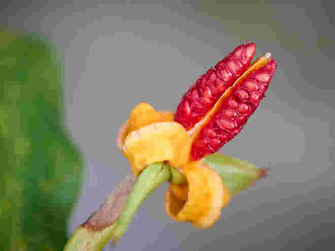 Im Botanischen Garten