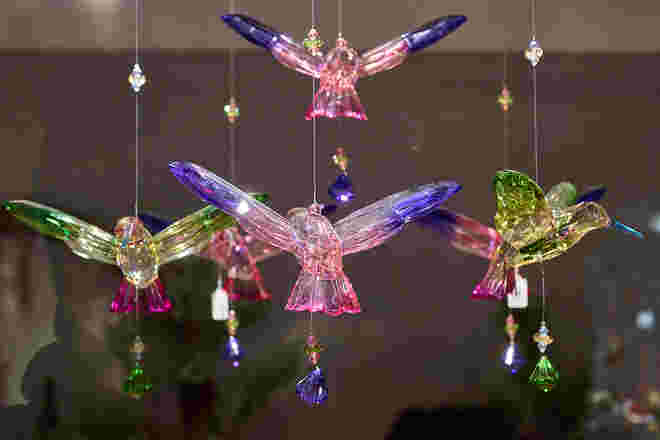 Eisvögel in der Stadt