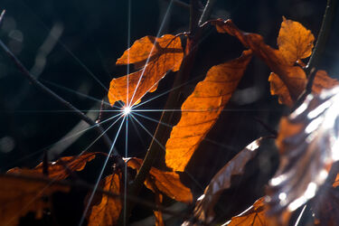 Herbst kann auch strahlen