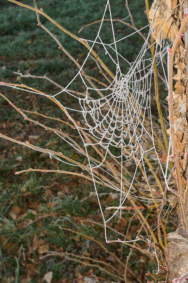 Faszination Raureif  2